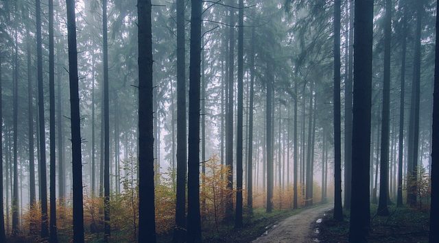 Pad door de bossen. Nieuw begin na de scheiding