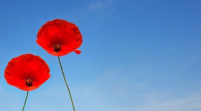 2 klaprozen. gratis spreekuur scheiden