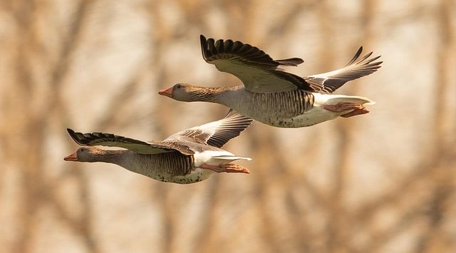 2 vogels vliegen naast elkaar symbool voor parallel solo ouderschap
