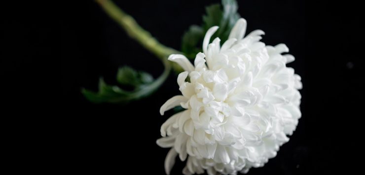 witte bloem. Wat moet je regelen na de scheiding: een voogd